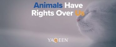 Animals Have Rights Over Us