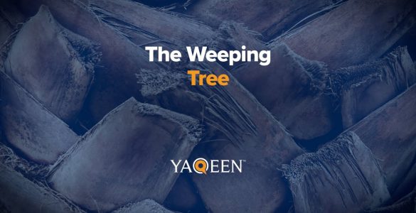The Weeping Tree Animation